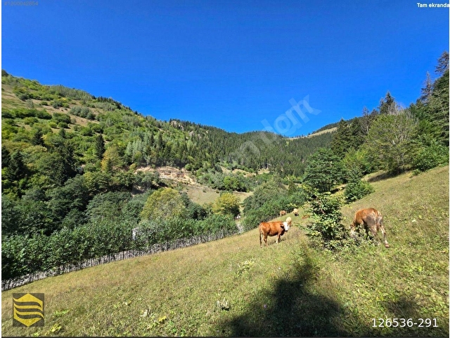 ESAT YAMAKTAN UZUNDEREDE ASFALTA 180 METRE CEPHELİ 7 DÖNÜM ARAZİ - Görsel 6