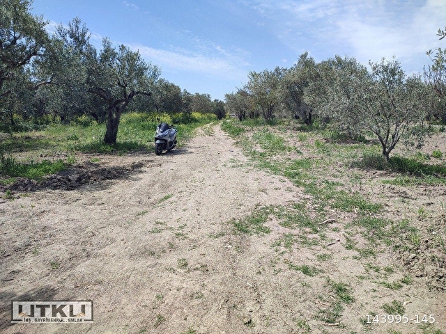 UTKU GAYRİMENKULDEN AKHİSAR SÜLEYMANLI MAHALESİNDE SATILIK ZEYTİNLİK - Görsel 28