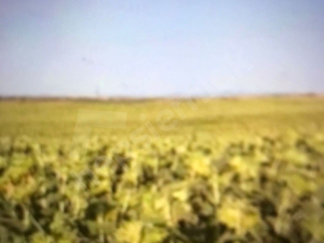 Edirne Süloğlu Kükülerde Resmi Yollu ve Sulama Kanallı 1.000 m² - Görsel 9