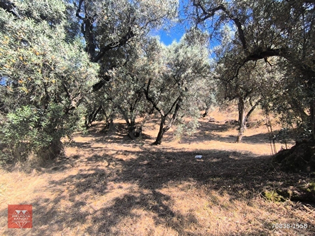 Balıkesir Bandırma Edincik Mah. 1.268 m2 Satılık Zeytinlik Yatırımlık Denize Çok Yakın - Görsel 15
