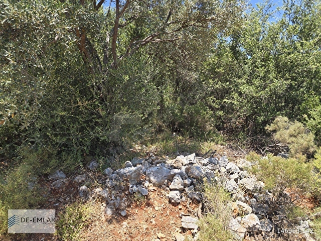 MUĞLA ORTACA FEVZİYE DE YATIRIM FIRSATI SATILIK ZEYTİNLİK - Görsel 18