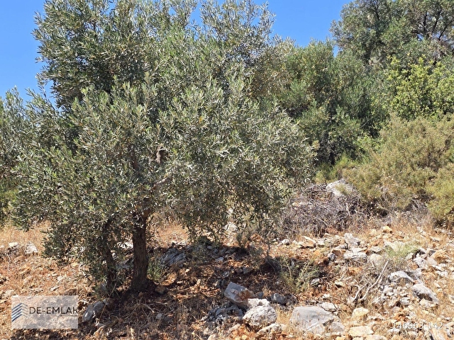 MUĞLA ORTACA FEVZİYE DE YATIRIM FIRSATI SATILIK ZEYTİNLİK - Görsel 26