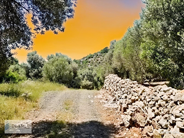 MUĞLA ORTACA FEVZİYE DE YATIRIM FIRSATI SATILIK ZEYTİNLİK - Görsel 15