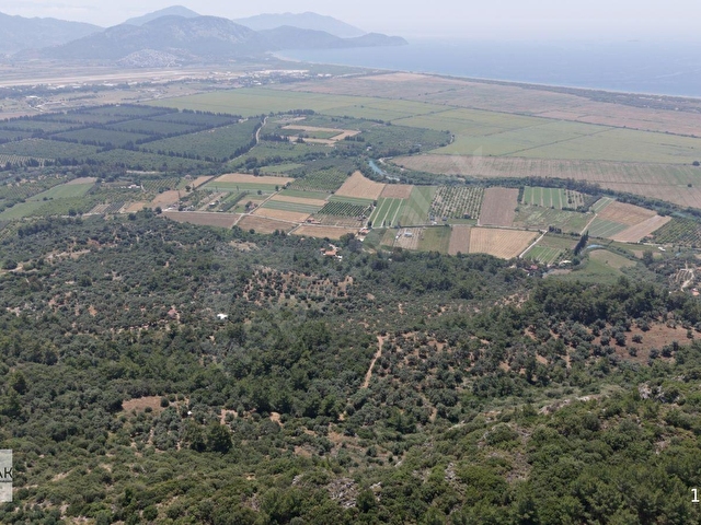 MUĞLA ORTACA FEVZİYE DE YATIRIM FIRSATI SATILIK ZEYTİNLİK - Görsel 5