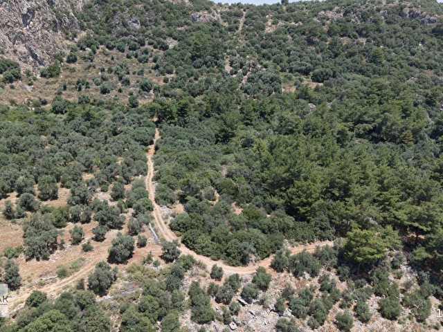 MUĞLA ORTACA FEVZİYE DE YATIRIM FIRSATI SATILIK ZEYTİNLİK - Görsel 30