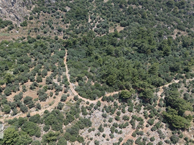 MUĞLA ORTACA FEVZİYE DE YATIRIM FIRSATI SATILIK ZEYTİNLİK - Görsel 3