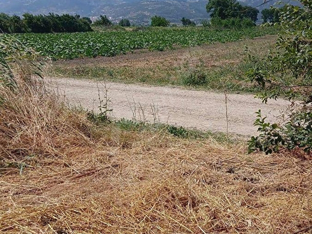 SAKARYA PAMUKOVA CİHADİYEDE SATILIK VERİMLİ ÜZÜM BAĞI - Görsel 11