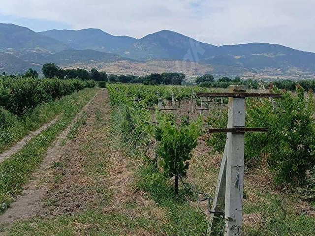 SAKARYA PAMUKOVA CİHADİYEDE SATILIK VERİMLİ ÜZÜM BAĞI - Görsel 8