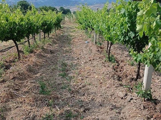 SAKARYA PAMUKOVA CİHADİYEDE SATILIK VERİMLİ ÜZÜM BAĞI - Görsel 5