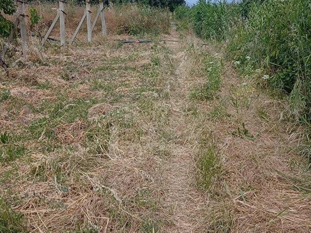SAKARYA PAMUKOVA CİHADİYEDE SATILIK VERİMLİ ÜZÜM BAĞI - Görsel 7