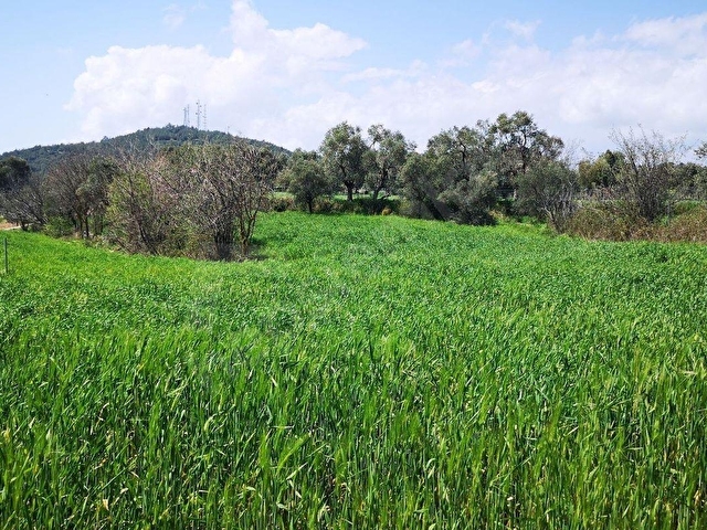 MİLASA 8 KM DOĞA MANZARALI 3.651M² KONUT ARSALARI KAT KARŞILIĞI - Görsel 27