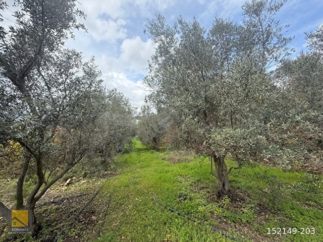 ALANYA TOSLAK MAHALLESİN’DE 2.KATLİ MÜSTAKİL EV + 4.758m2 MASRAFSIZ YOLA SIFIR MEYVELİ ARAZİ - Görsel 18