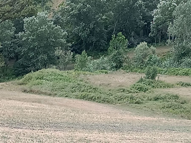 ATAKUM SARI TAŞDA SATILIK TARLA