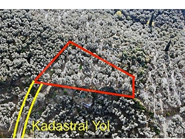 SÖNMEZ EMLAKtan edincikte satılık zeytinlik bahce - Görsel 3