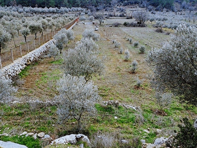 Muğla Menteşe K.Kuyucakta 2114,69 m2 SATILIK Tarla - Görsel 20