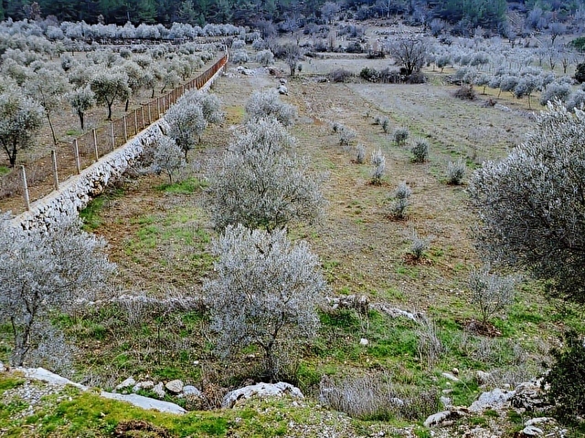 Muğla Menteşe K.Kuyucakta 2114,69 m2 SATILIK Tarla - Görsel 18