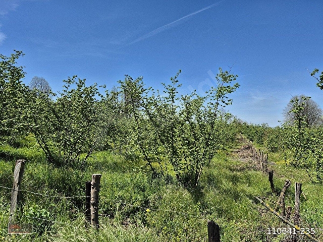 Düzce Merkez Dağdibi Köyünde Satılık Konut İmarlı Arsa - Görsel 26
