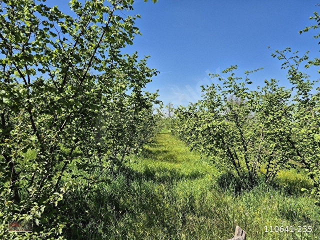 Düzce Merkez Dağdibi Köyünde Satılık Konut İmarlı Arsa - Görsel 27