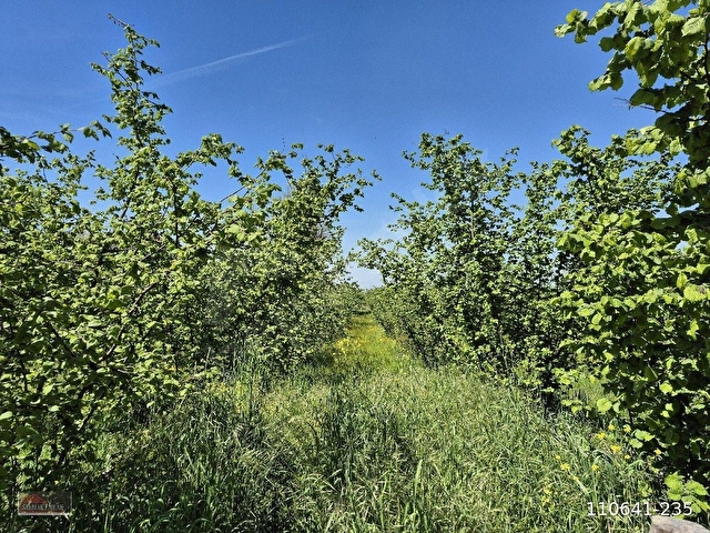 Düzce Merkez Dağdibi Köyünde Satılık Konut İmarlı Arsa - Görsel 28