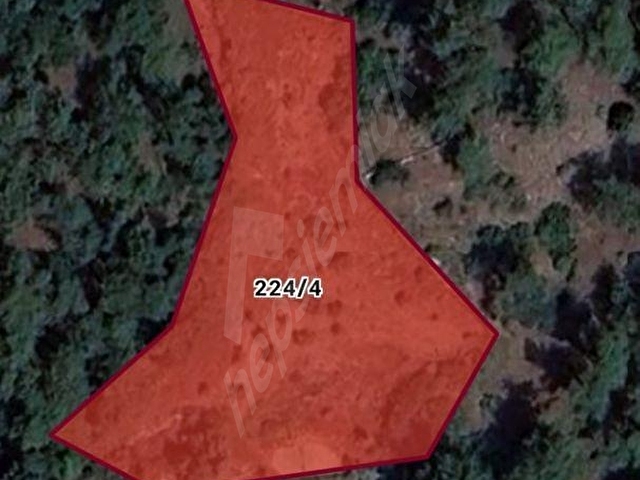 Muğla Menteşe Çatakbağyakada 2.601 m2  Satılık Zeytinlik - Görsel 2