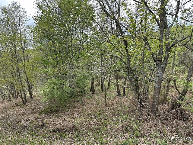 ŞİLE TURYAPtan Çengillide Doğa Manzaralı 3075 m² Tarla - Görsel 11