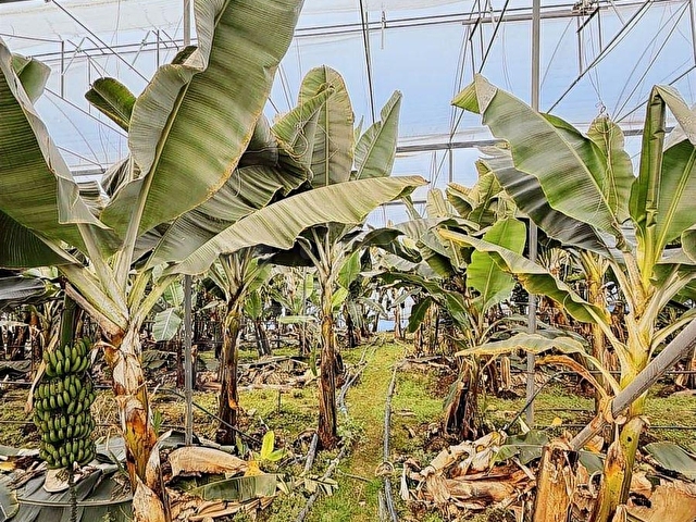 ALANYA UĞRAK BÖLGEDE BOŞ ARAZİ FİYATINA SATILIK 2.832 m2 SERA - Görsel 4