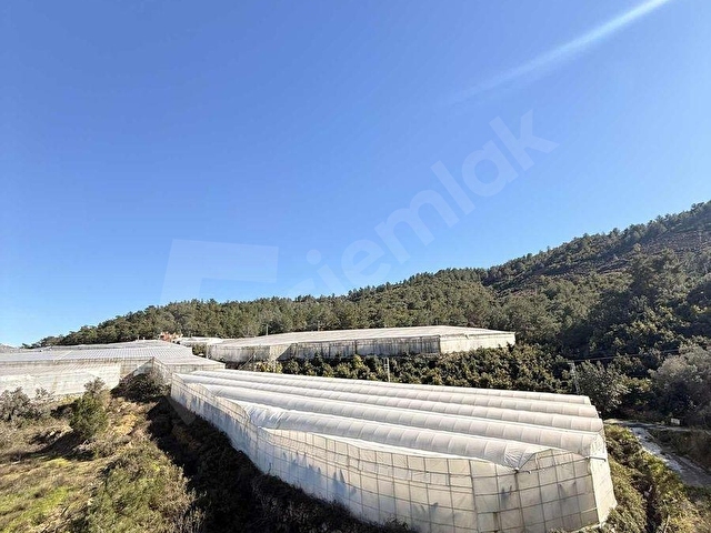 ALANYA UĞRAK BÖLGEDE BOŞ ARAZİ FİYATINA SATILIK 2.832 m2 SERA
