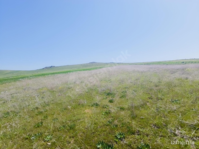 YOZGAT SORGUN KODALLI 15.800m2 YATIRIMLIK VERİMLİ TARLA - Görsel 16