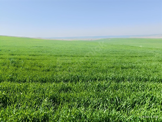 YOZGAT SORGUN KODALLI 15.800m2 YATIRIMLIK VERİMLİ TARLA