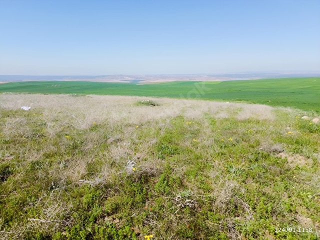 YOZGAT SORGUN KODALLI 15.800m2 YATIRIMLIK VERİMLİ TARLA - Görsel 9