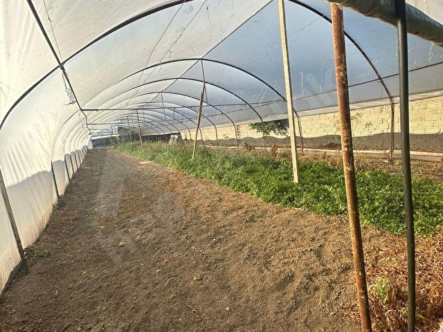 GÜMÜŞÇAY BELDESİNDE SATILIK FIRSAT ARSA YAPI KAYITLI VE SERA - Görsel 6
