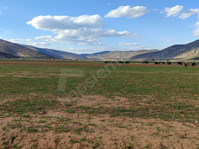 KORKUTELİ İMECİK KÖYÜ SATILIK 1.494M2 TARLA RESMİ YOL VAR - Görsel 12