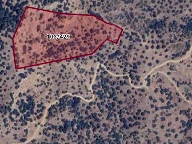 Aydında sahibinden 18 dönüm zeytinlik 2 000 000TL - Görsel 21
