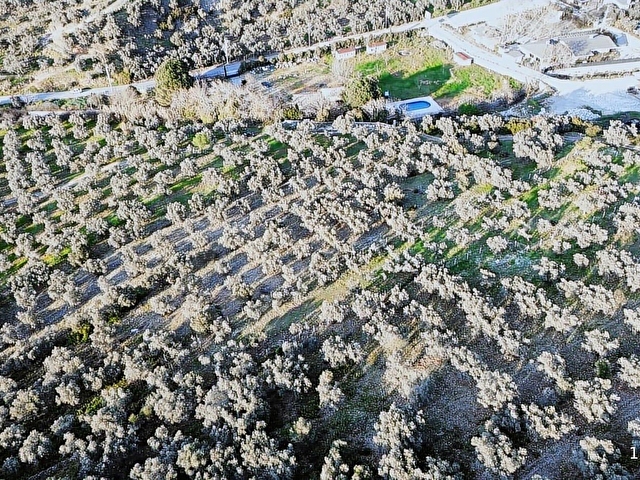 ÇİMEN EMLAKtan SATILIK HARİKA MEVKİİDE 2380m2 ZEYTİNLİK - Görsel 13
