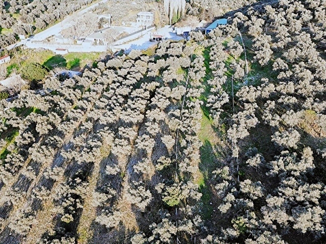 ÇİMEN EMLAKtan SATILIK HARİKA MEVKİİDE 2380m2 ZEYTİNLİK - Görsel 10