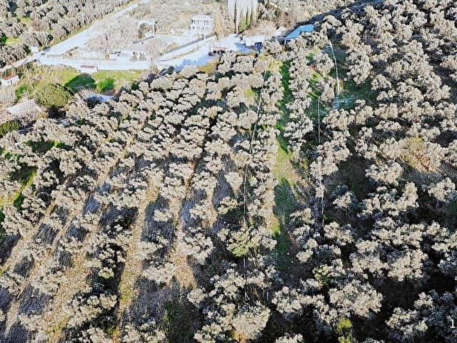 ÇİMEN EMLAKtan SATILIK HARİKA MEVKİİDE 2380m2 ZEYTİNLİK - Görsel 9