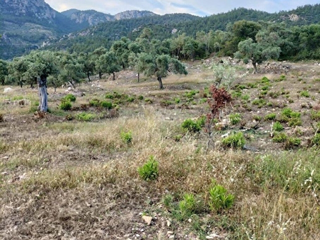 ELVAN ÖZÇELİKDEN ÖREN KALEMDE SATILIK ZEYTİNLİ TARLA