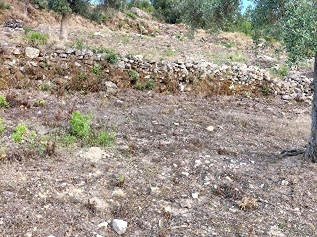 ELVAN ÖZÇELİKDEN ÖREN KALEMDE SATILIK ZEYTİNLİ TARLA - Görsel 5