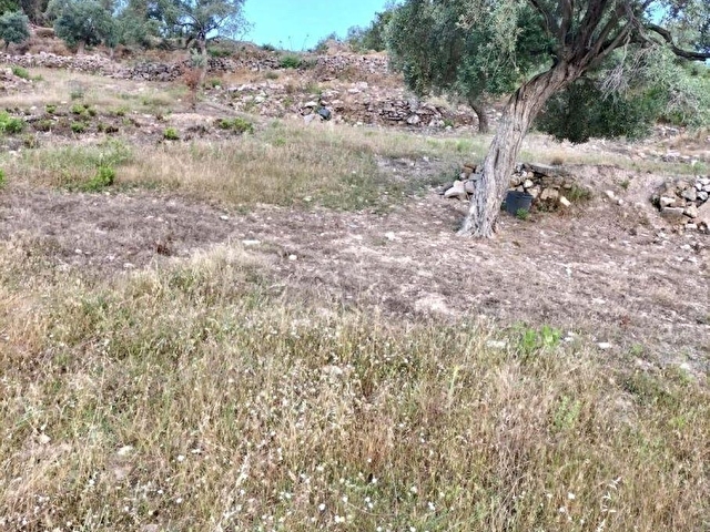 ELVAN ÖZÇELİKDEN ÖREN KALEMDE SATILIK ZEYTİNLİ TARLA - Görsel 10