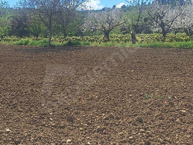 TEKİRDAĞ KUMBAĞDA SATILIK 3.481-M2 TARLA - Görsel 12