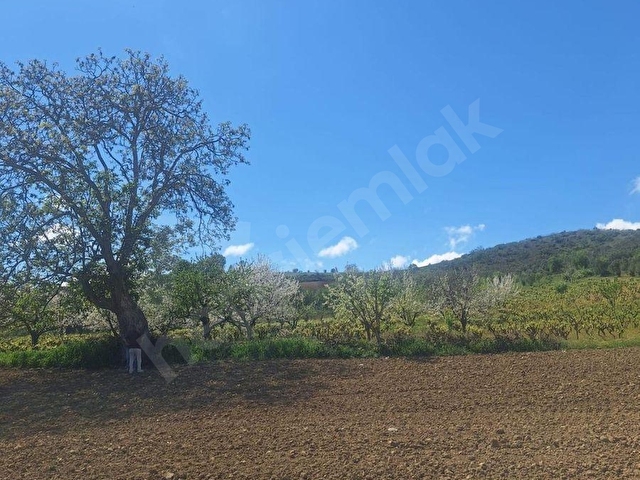 TEKİRDAĞ KUMBAĞDA SATILIK 3.481-M2 TARLA - Görsel 10