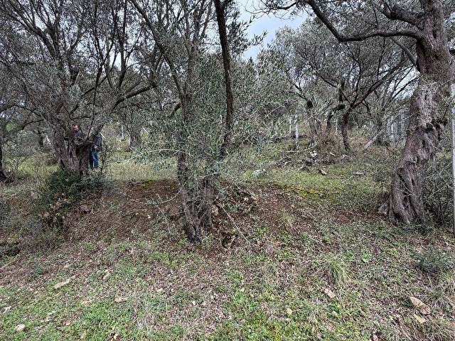 İZMİR BUCA KAYNAKLARDA SATILIK ZEYTİN AĞAÇLI BAHÇE