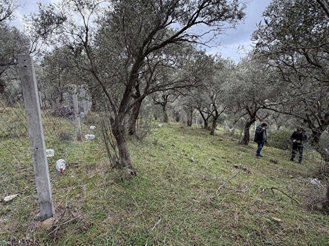 İZMİR BUCA KAYNAKLARDA SATILIK ZEYTİN AĞAÇLI BAHÇE - Görsel 23