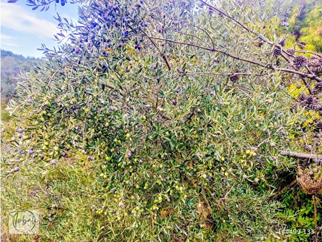 Selçuk Havutçulu Satılık