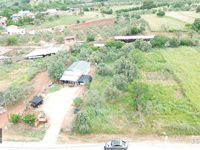 PAZARKÖYDE SATILIK ZEYTİNLİK - Görsel 2