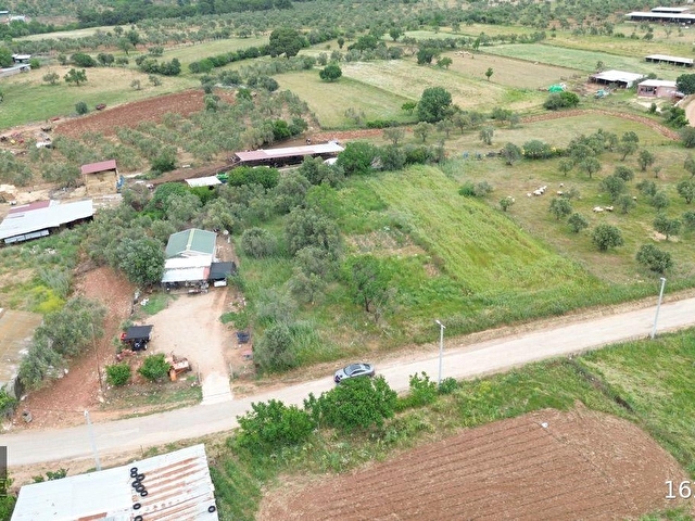 PAZARKÖYDE SATILIK ZEYTİNLİK - Görsel 6