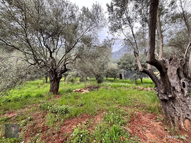 FADILCA MAH. SATILIK KARGİR EVİ OLAN TARLA VE ZEYTİNLİK 2.546 M2 - Görsel 15