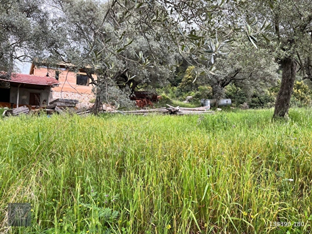 FADILCA MAH. SATILIK KARGİR EVİ OLAN TARLA VE ZEYTİNLİK 2.546 M2 - Görsel 13