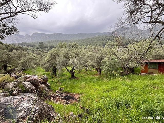 FADILCA MAH. SATILIK KARGİR EVİ OLAN TARLA VE ZEYTİNLİK 2.546 M2 - Görsel 16