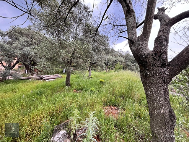 FADILCA MAH. SATILIK KARGİR EVİ OLAN TARLA VE ZEYTİNLİK 2.546 M2 - Görsel 8